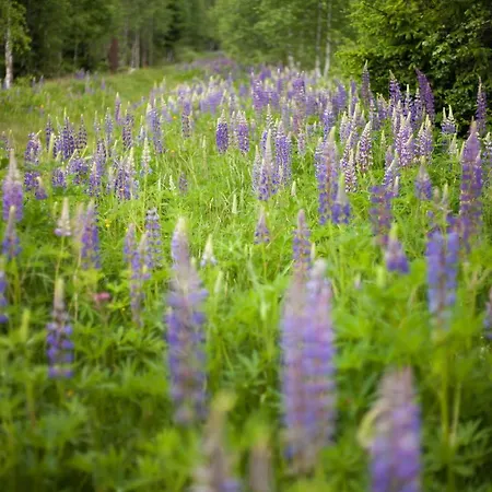 Apartman Penzion Horska Kvilda Horská Kvilda